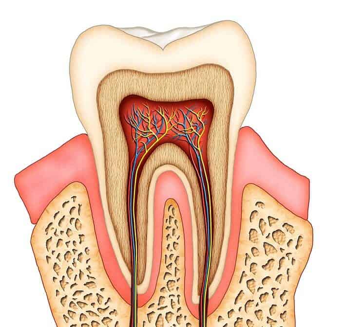 The Anatomy of a Tooth 