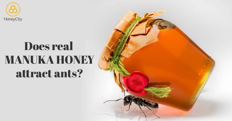 Myth or Truth: Does Real Honey Attract Ants? How Can You Expose Fake Sugar Syrup?